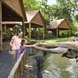 Zoo w Singapurze: Bilet wstępu + Odbiór z hotelu - 1