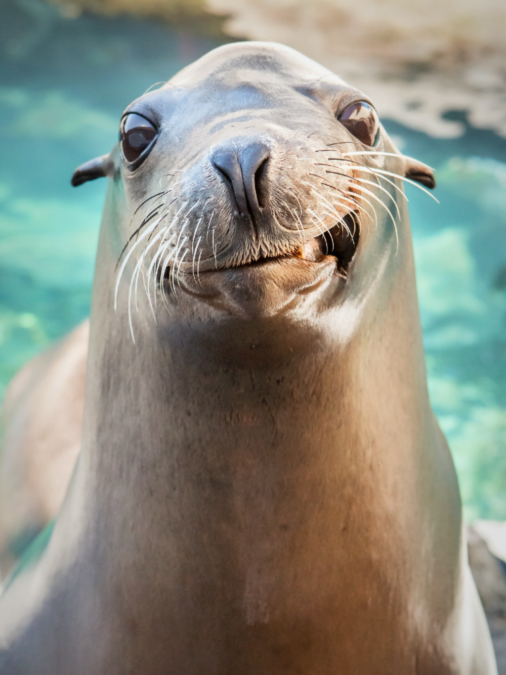 Skip The Line Ticket - Aquarium of the Pacific (Aquarium of the Pacific - Dual Membership Voucher) - 3