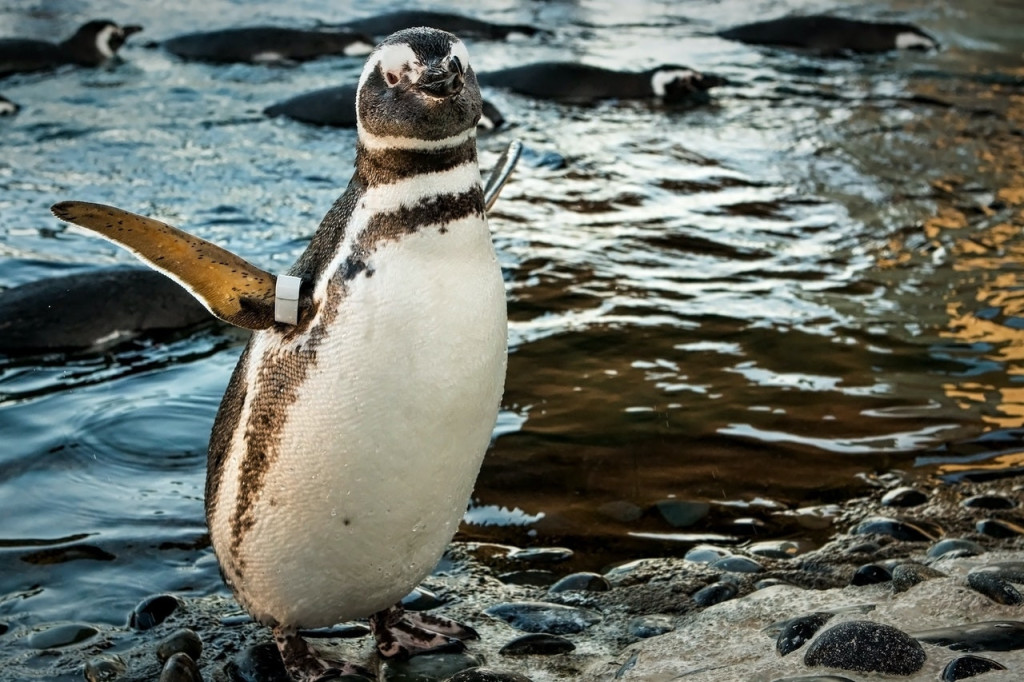 Skip The Line Ticket - Aquarium of the Pacific (Aquarium of the Pacific Skip-The-Line Admission) - 1