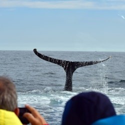 Skjálfandi: Visita guiada para observação de baleias a partir de Húsavík - 1