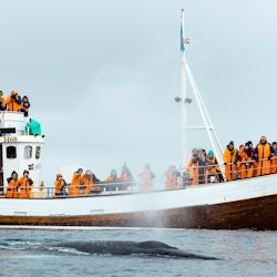 Skjálfandi: Visita guiada para observação de baleias a partir de Húsavík - 2