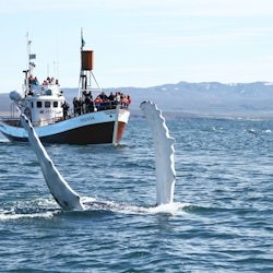 Skjálfandi: Visita guiada para observação de baleias a partir de Húsavík - 3