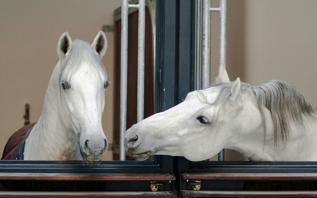 Führung „Legenden der Lipizzaner“ in der Spanischen Hofreitschule (Guided Lippizaner Legend Tour (German)) - 2