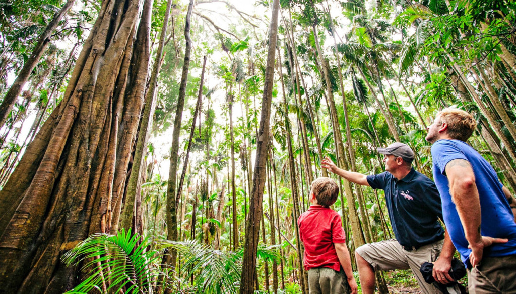 Springbrook National Park Tour: Natural Bridge and Waterfalls - 2