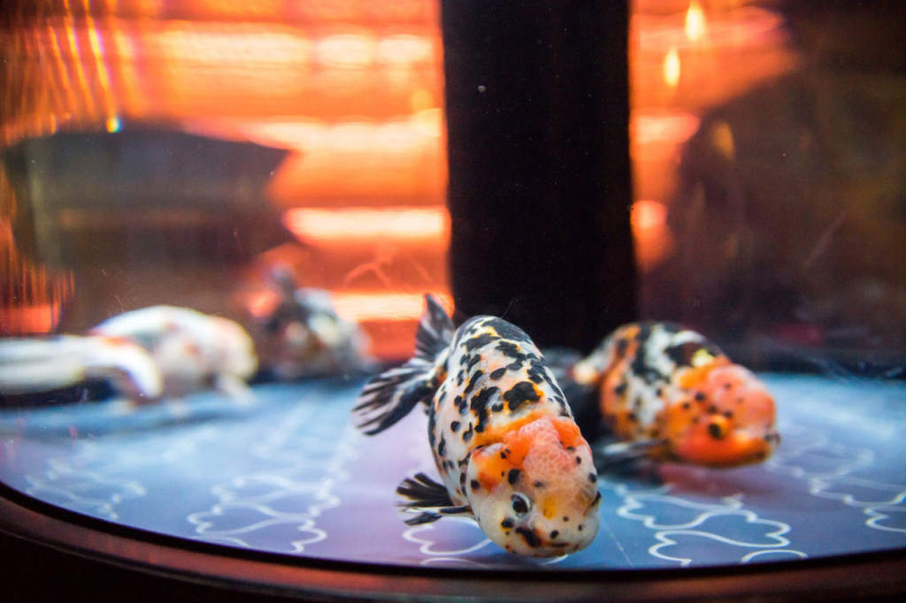 Sumida Aquarium Ticket (Sumida Aquarium - Student Admission (Peak)) - 1