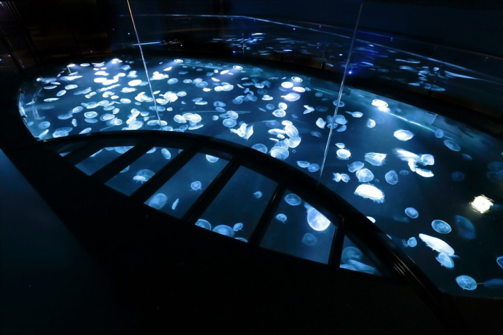 Sumida Aquarium Ticket (Sumida Aquarium - Student Admission (Peak)) - 2