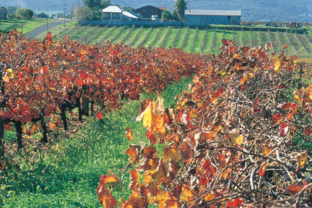 Swan Valley Half-Day Coach Tour with Wine and Chocolate Tasting - 2