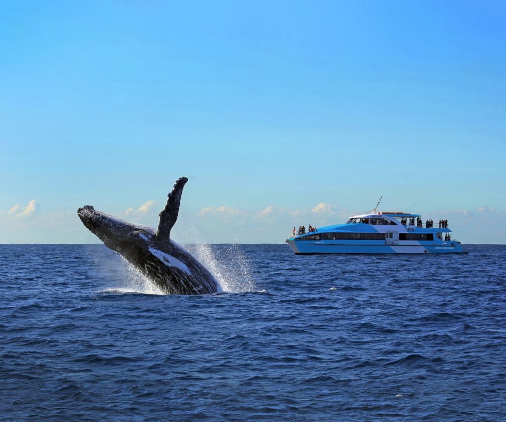 Sydney Harbour Whale Watching Cruise aboard Captain Cook Cruises (Sydney Harbour Whale Watching - Afternoon Cruise (1:30 PM)) - 3