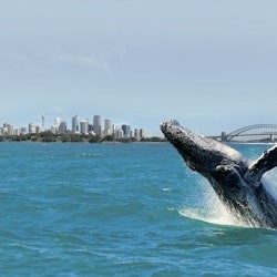 Port de Sydney: creuer per observar balenes + esmorzar/dinar - 3