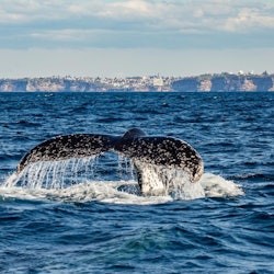 Sydney: creuer d'aventura per observar balenes - 2