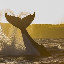Sydney: creuer d'aventura per observar balenes - 3