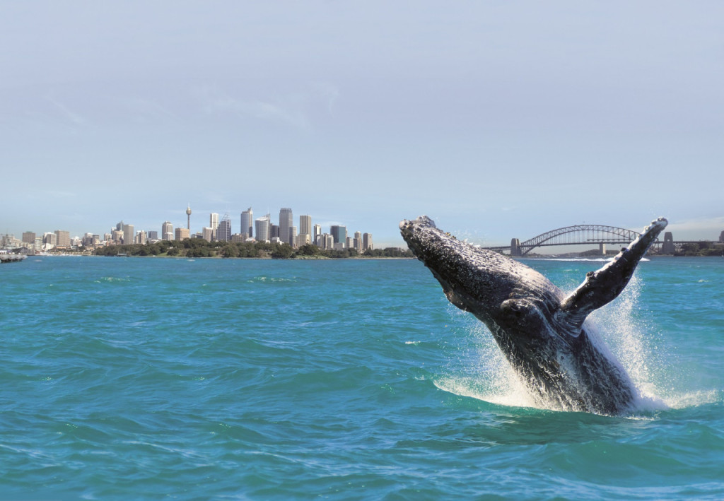 Sydney Whale Watching Cruise (Sydney Whale Watching BBQ Lunch Cruise (12:15 PM Departure)) - 1