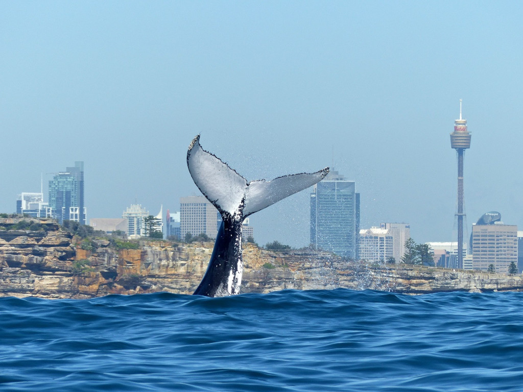 Sydney Whale Watching Cruise (Sydney Whale Watching Weekend Breakfast Cruise (8:15 AM Departure)) - 2