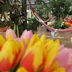 Széchenyi Spa: Entry + Palm House with Snack and Cocktail - 2