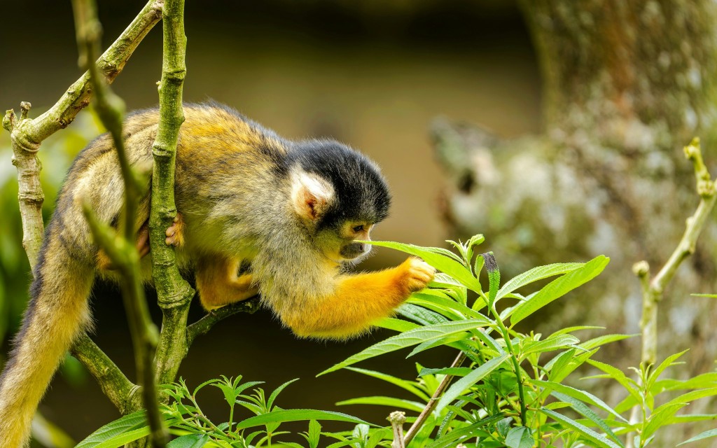 Taipei Zoo Tickets (Zoo Entry Ticket) - 3