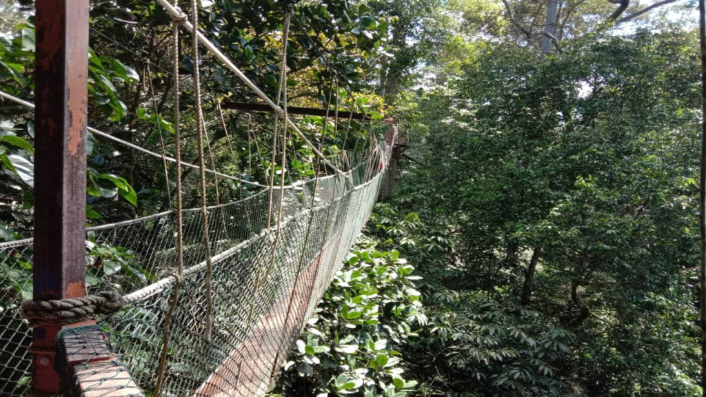 Taman Negara National Park Tour from Kuala Lumpur (Taman Negara National Park Trekking Tour from Kuala Lumpur) - 3