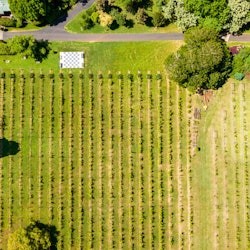 Tamborine Mountain: tour guiat en bus turístic des de Brisbane + tast de vins - 2