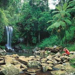 Tamborine Mountain: Ônibus hop-on hop-off saindo de Brisbane - 3