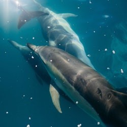 Tangalooma: Schiffswracke Delfin-Bootsfahrt ab Brisbane - 1