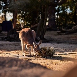 Zoo de Taronga Sydney : Billet d'entrée - 1