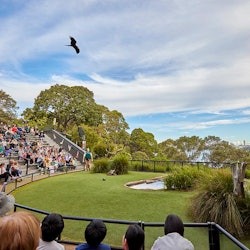 Taronga Zoo Sydney: Bilet wstępu + Prom powrotny - 2