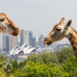 Taronga Zoo Sydney: Bilet wstępu + Prom powrotny - 3