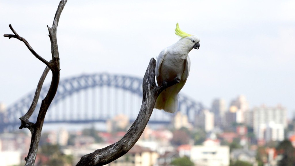 Entrada al Taronga Zoo con opción de ferry de ida y vuelta (PROMO: Entrada al Taronga Zoo con billete de ferry de ida y vuelta) - 3