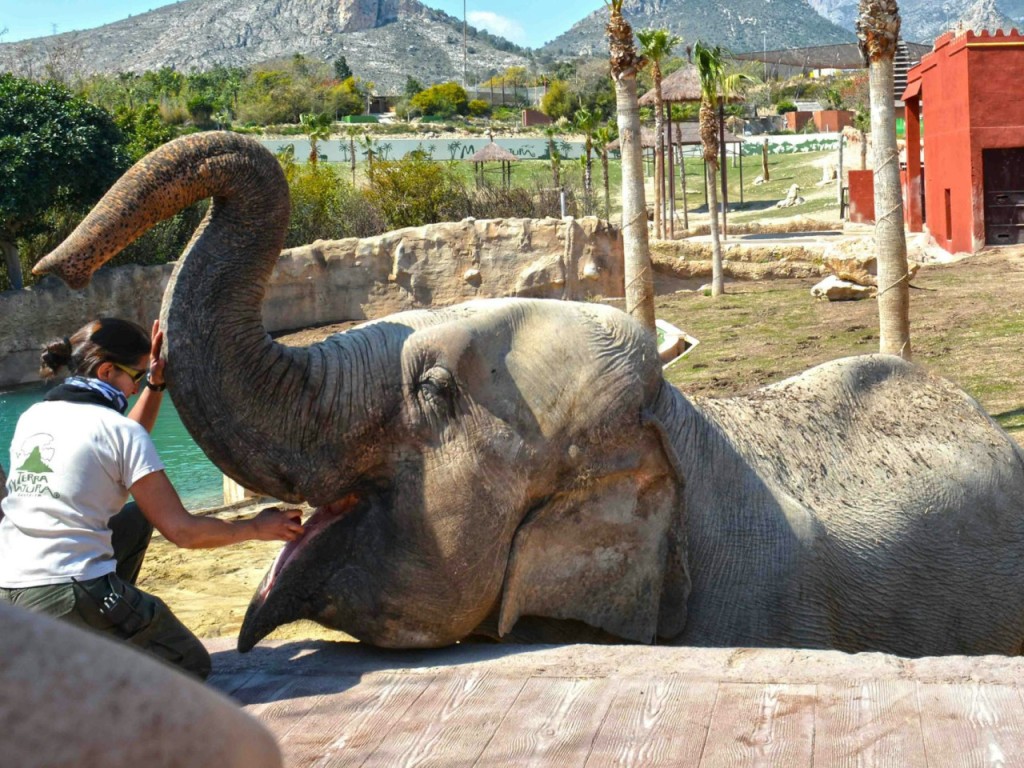 Terra Natura Benidorm: entrada (Entrada) - 1