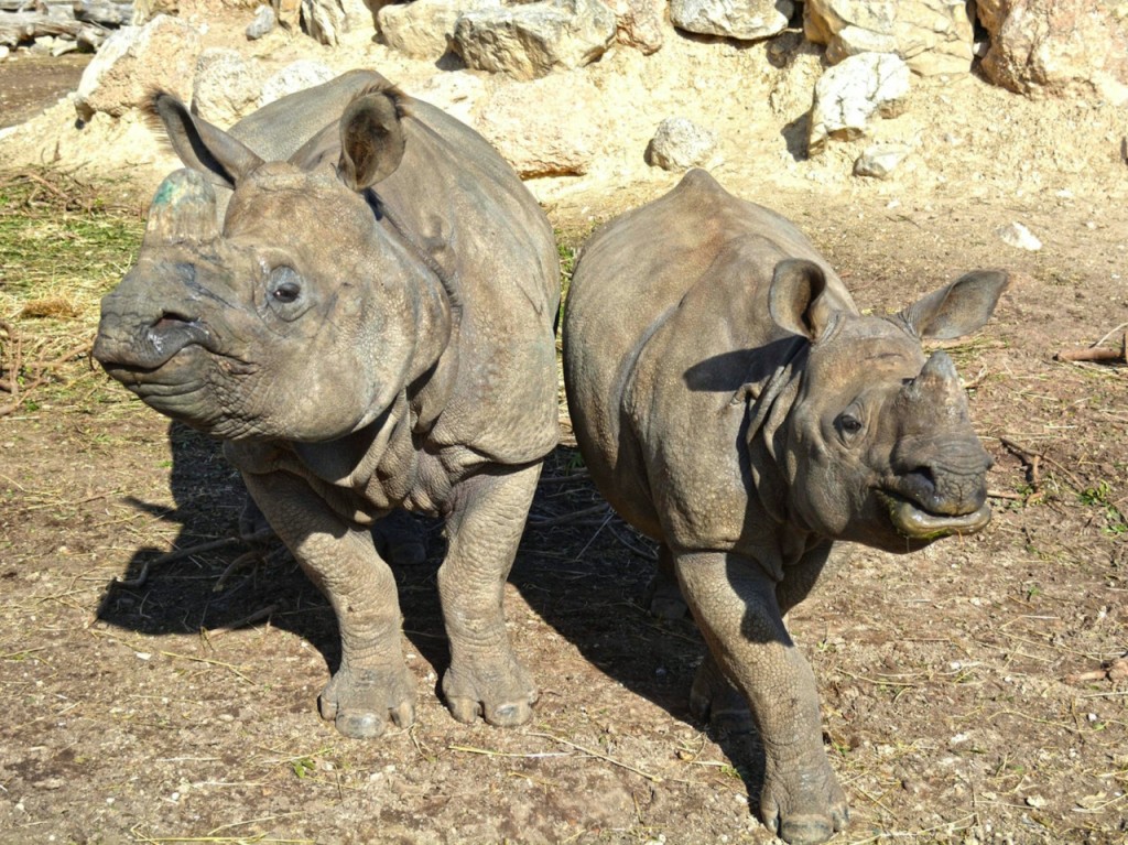 Terra Natura Benidorm: entrada (Paquete familiar (2A + 1N)) - 2