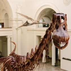 The Field Museum of Natural History: Tiquet d'entrada - 3
