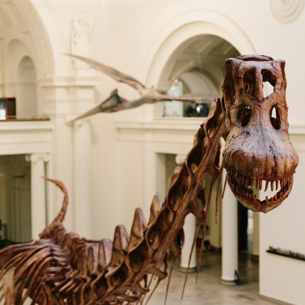 The Field Museum of Natural History: 입장권 - Basic Admission - 3