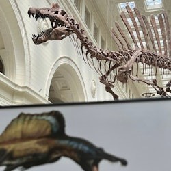 The Field Museum of Natural History: 导览游 + 提前体验 + 展览 - 3