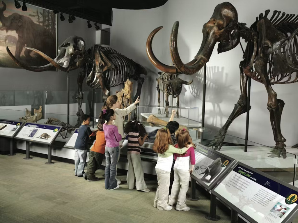 The Field Museum of Natural History Ticket (General Admission) - 2