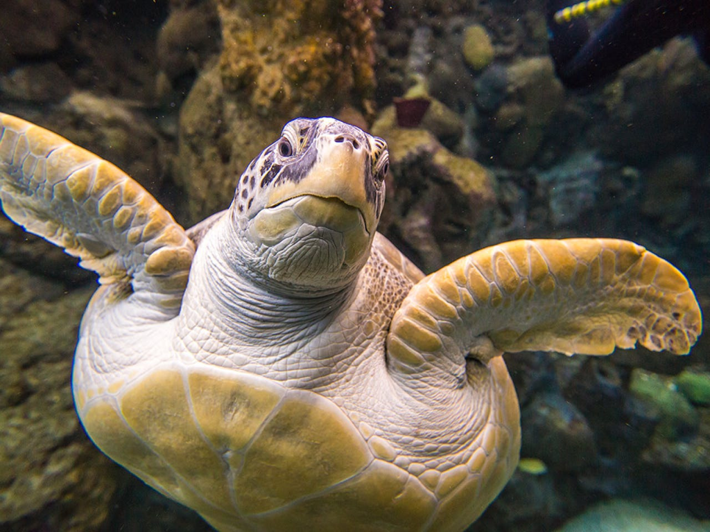 The Florida Aquarium Ticket (Admission) - 1