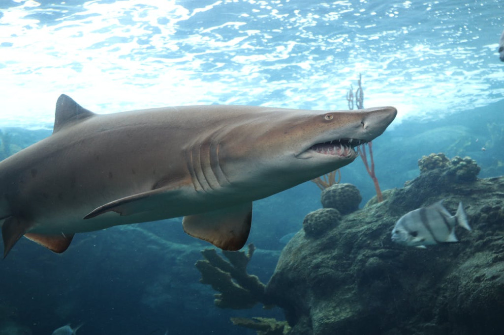 The Florida Aquarium Ticket (Admission) - 2