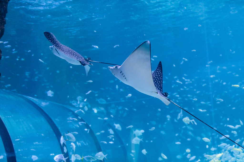 The National Aquarium Abu Dhabi Ticket (The National Aquarium Abu Dhabi - All Access Pass) - 2