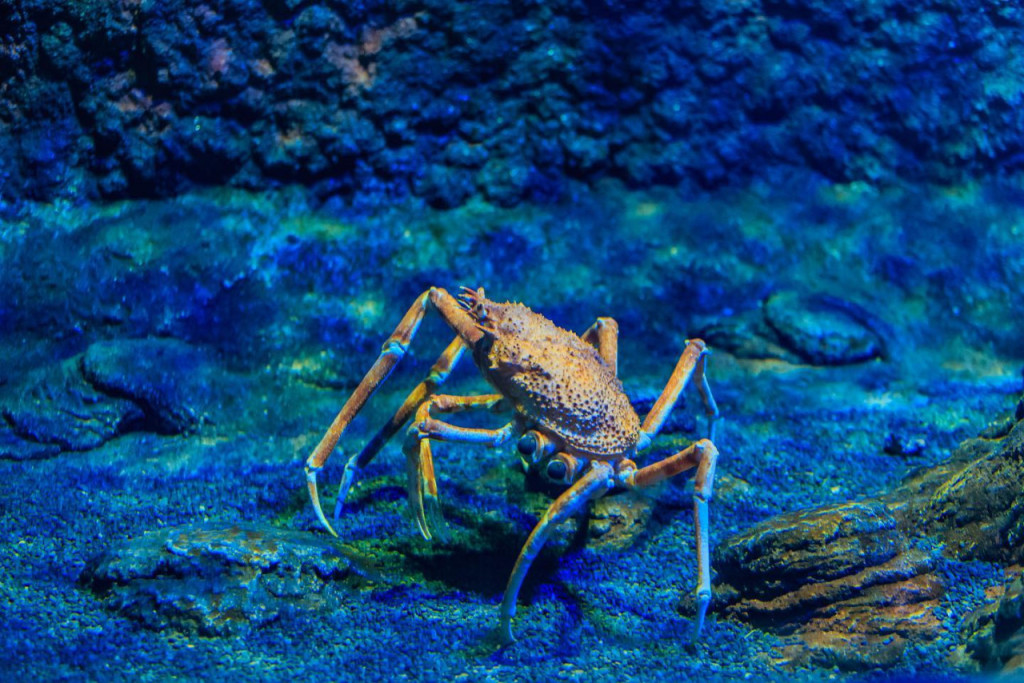 The National Aquarium Abu Dhabi Ticket (The National Aquarium Abu Dhabi - Beyond the Glass Ticket) - 3