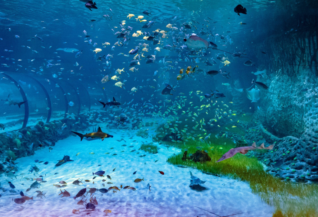 The National Aquarium Abu Dhabi Ticket (The National Aquarium Abu Dhabi - General Admission) - 1