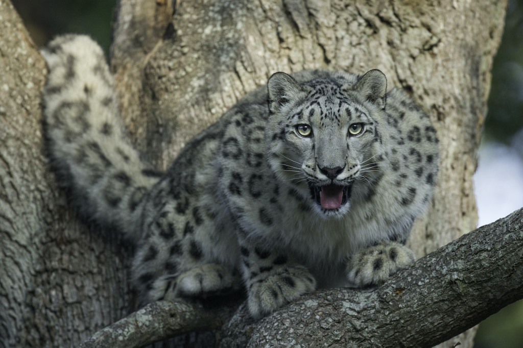 Thoiry ZooSafari: Skip The Line - 3