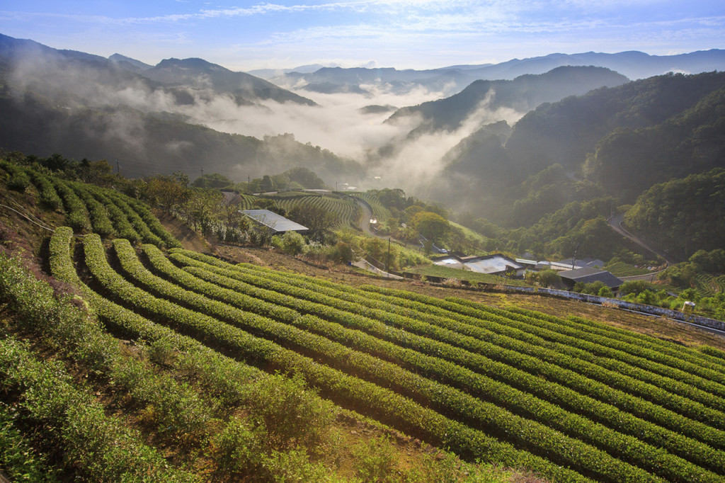 Thousand Island Lake and Pinglin Tea Plantation Tour (Thousand Island Lake and Pinglin Tea Plantation Tour from Taipei) - 1