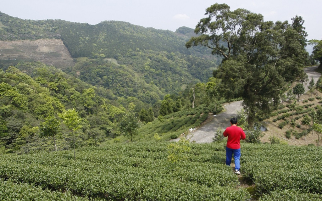 Thousand Island Lake and Pinglin Tea Plantation Tour (Thousand Island Lake and Pinglin Tea Plantation Tour from Taipei) - 3