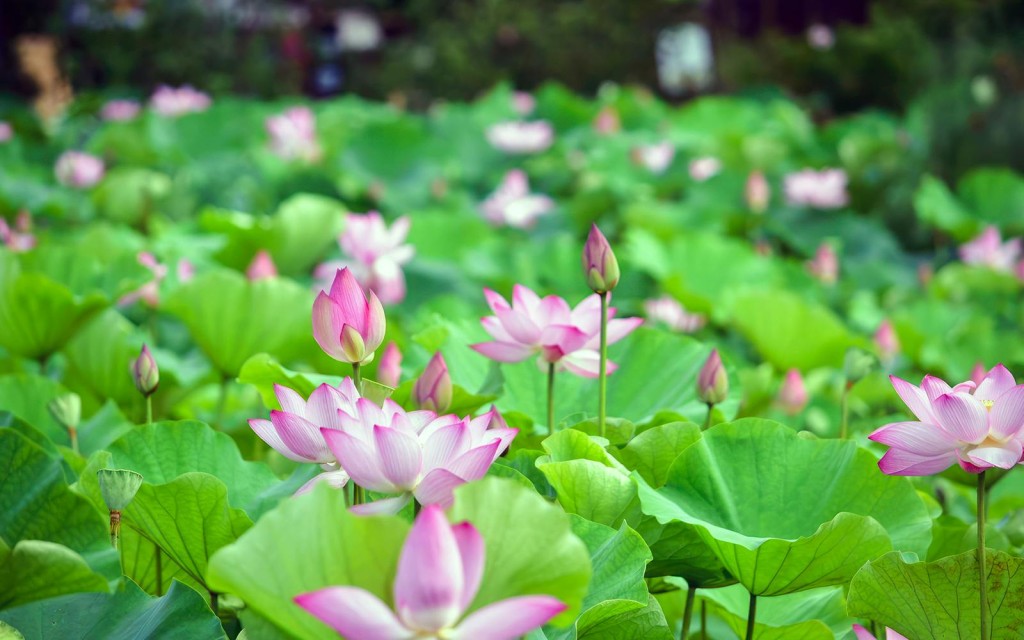 Tickets to Southeast Botanical Gardens - 1