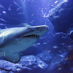 Tokyo Skytree Pass: Tokyo Skytree + Sumida Aquarium - 1