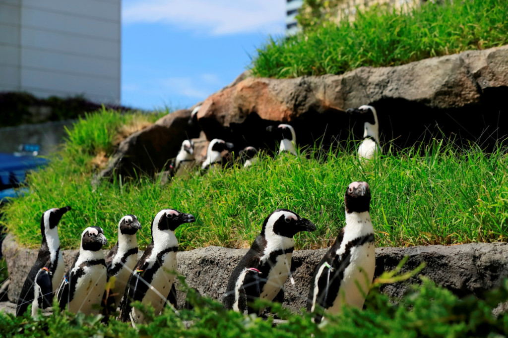 Tokyo Sunshine Aquarium (Sunshine Aquarium - Admission Ticket (Toddler: 4 - 5 years old)) - 1