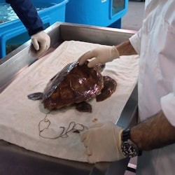 Turtle Point: Entry Ticket - 1
