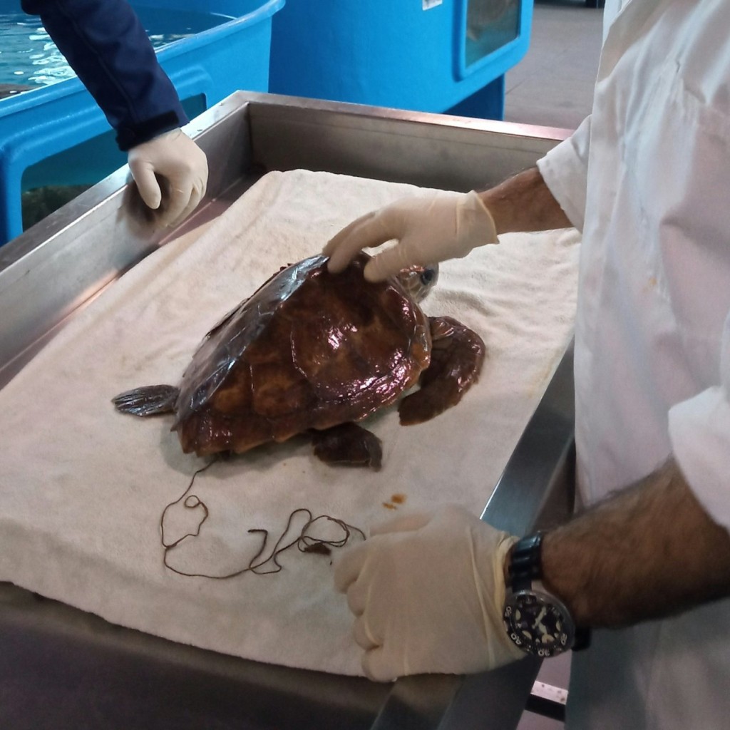 Turtle Point: Entry Ticket - 3