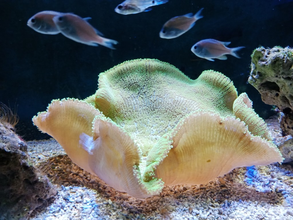 Underwater World Langkawi Ticket (COMBO: Underwater World Langkawi + Crocodile Adventureland Langkawi Adventure Package (International Travellers)) - 3