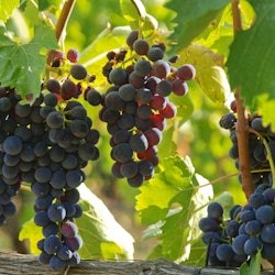 Val D'Orcia, Montepulciano & Pienza: Day Trip from Florence - 2