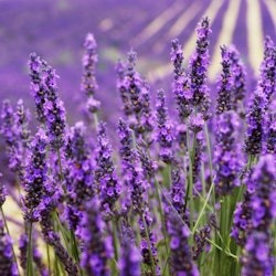 Els camps de lavanda de Valensole: visita guiada d'un dia des d'Aix-en-Provence - 1