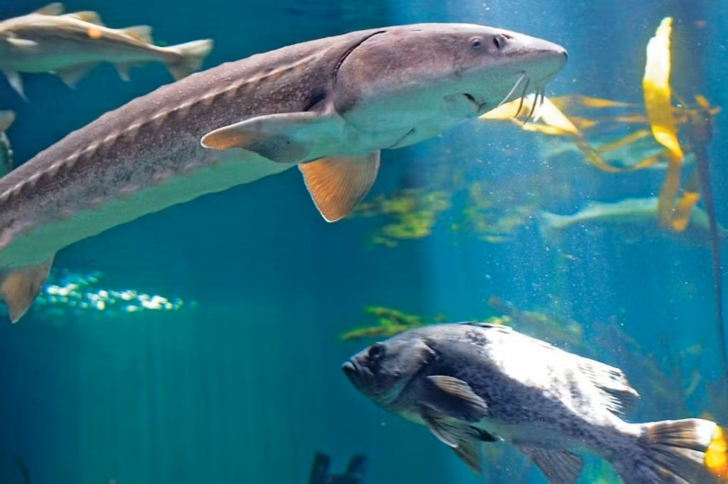 Vancouver Aquarium Ticket (Admission) - 3